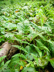 Dryopteris × boottii