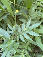 Agrimonia parviflora