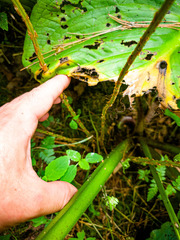Dryopteris × boottii