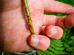 Dryopteris × boottii