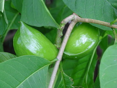 Tabernaemontana tomentosa