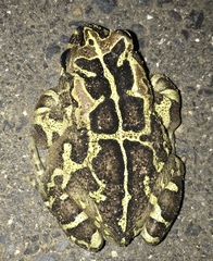 Sclerophrys pantherina