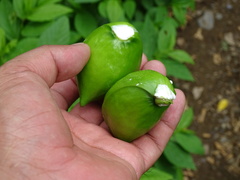Tabernaemontana tomentosa