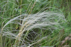Stipa pennata