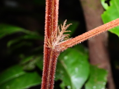 Tachigali guianensis