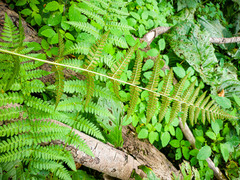 Dryopteris × boottii