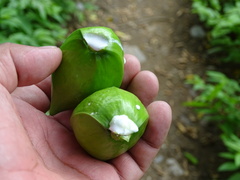 Tabernaemontana tomentosa