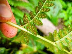 Dryopteris × boottii