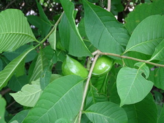 Tabernaemontana tomentosa