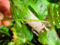 Dryopteris × boottii