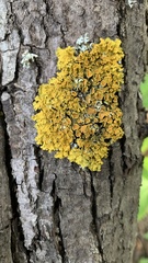 Xanthoria parietina