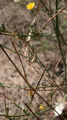 Empusa fasciata