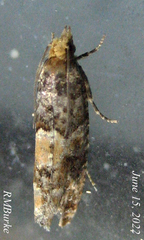 Eucopina tocullionana