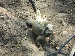 Iguana iguana