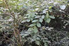 Ulmus uyematsui