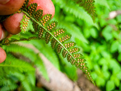Dryopteris × boottii