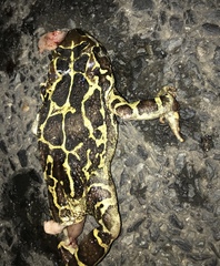 Sclerophrys pantherina