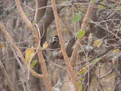 Chloropicus namaquus