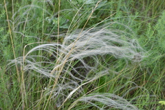 Stipa pennata