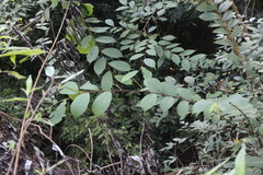 Ulmus uyematsui
