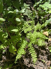 Adiantum pedatum