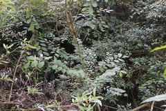 Ulmus uyematsui