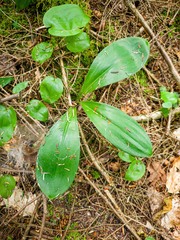 Clintonia borealis