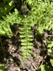Adiantum pedatum