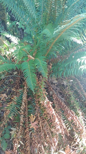 western swordfern (Polystichum munitum)