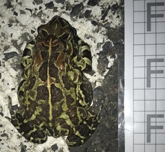 Sclerophrys pantherina