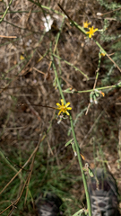 Chondrilla juncea