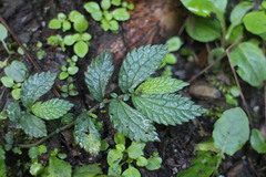 Elatostema parvum
