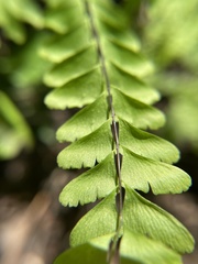 Adiantum pedatum