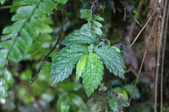 Elatostema parvum