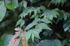 Elatostema parvum