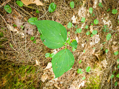 Trillium undulatum