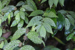 Elatostema parvum