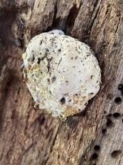 Pseudoinonotus dryadeus