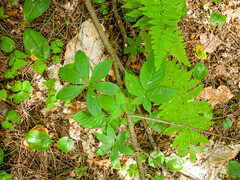 Medeola virginiana