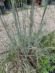 Andropogon cretaceus