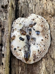 Pseudoinonotus dryadeus