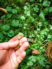 Cardamine rotundifolia