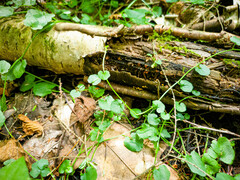 Cardamine rotundifolia