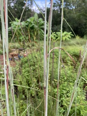 Andropogon cretaceus