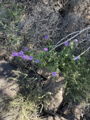 Glandularia wrightii