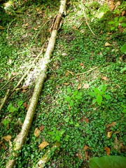 Cardamine rotundifolia