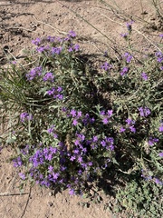 Glandularia wrightii