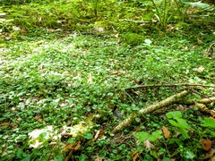 Cardamine rotundifolia