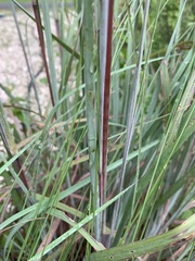 Andropogon cretaceus