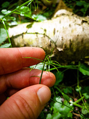 Cardamine rotundifolia